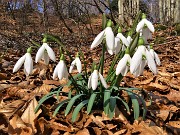 49 Festa di fiori sui sentieri al Monte Zucco - Galanthus nivalis (Bucanevi) nella splendida secolare faggeta